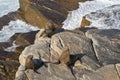 New Zealand fur seals sunbathing on Colony rocks, Kangaroo Island, South Australia. Royalty Free Stock Photo