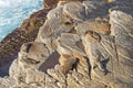 New Zealand fur seals sunbathing on Colony rocks near the ocean Royalty Free Stock Photo