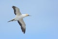 New Zealand gannet in flight Royalty Free Stock Photo