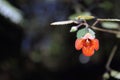 New Zealand Gloxinia