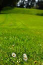 New Zealand Golf Course green grass and daisies