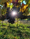 New Zealand, grapes picking in South Island. Royalty Free Stock Photo