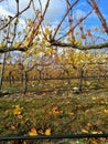 New Zealand, grapes picking in South Island. Royalty Free Stock Photo