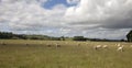 New Zealand - Grazing sheep Royalty Free Stock Photo