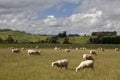 New Zealand - Grazing sheep Royalty Free Stock Photo