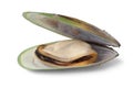 New Zealand green lipped mussel