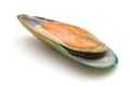 New Zealand green mussel