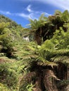 New Zealand greenery Royalty Free Stock Photo