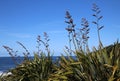 New Zealand Harakeke Flax Flowering By the Ocean