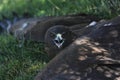 New Zealand Hawk