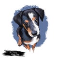 New Zealand heading puppy, purebred domesticated animal digital art