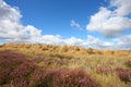 New Zealand heath