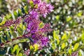 New Zealand hebe plant with purple flowers in bloom and copy space