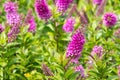 New Zealand hebe speciosa plant with purple flowers in bloom and blurred background