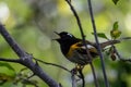 New Zealand Hihi / Stitchbird Honey Eater, Singing In Forest