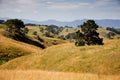 New Zealand hills