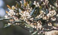 New Zealand Hinau Flowers, Elaeocarpus dentatus Royalty Free Stock Photo