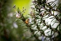 Bee Pollinating Rosemary Bush