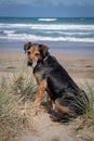 New Zealand Huntaway on beach in sun two days after retiring from being a full time sheepdog