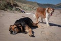 New Zealand Huntaway on beach in sun two days after retiring from being a full time sheepdog