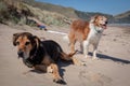 New Zealand Huntaway on beach in sun two days after retiring from being a full time sheepdog