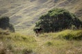 New Zealand Huntaway on beach in sun two days after retiring from being a full time sheepdog Royalty Free Stock Photo