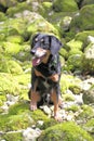 New Zealand Huntaway breed dog resting on moss-covered rocks
