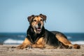 New Zealand Huntaway dog at a beach in Gisborne