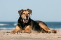 New Zealand Huntaway dog at a beach in Gisborne