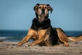 New Zealand Huntaway dog at a beach in Gisborne