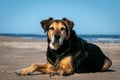 New Zealand Huntaway dog at a beach in Gisborne