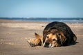 New Zealand Huntaway dog at a beach in Gisborne