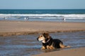 New Zealand Huntaway dog at a beach in Gisborne