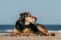 New Zealand Huntaway dog at a beach in Gisborne