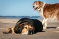 New Zealand Huntaway dog at a beach in Gisborne