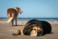 New Zealand Huntaway dog at a beach in Gisborne