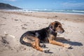 New Zealand Huntaway dog at the beach after retiring from 10 years working full time sheep herding