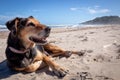 New Zealand Huntaway dog at the beach after retiring from 10 years working full time sheep herding