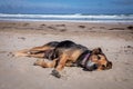 New Zealand Huntaway dog at the beach after retiring from 10 years working full time sheep herding