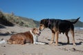 New Zealand Huntaway dog at the beach after retiring from 10 years working full time sheep herding Royalty Free Stock Photo