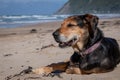 New Zealand Huntaway dog at the beach after retiring from 10 years working full time sheep herding