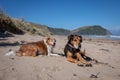 New Zealand Huntaway dog at the beach after retiring from 10 years working full time sheep herding