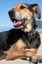 New Zealand Huntaway dog at the beach after retiring from 10 years working full time sheep herding Royalty Free Stock Photo