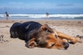 New Zealand Huntaway dog at the beach after retiring from 10 years working full time sheep herding Royalty Free Stock Photo