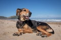New Zealand Huntaway dog at the beach after retiring from 10 years working full time sheep herding Royalty Free Stock Photo