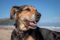 New Zealand Huntaway dog at the beach after retiring from 10 years working full time sheep herding Royalty Free Stock Photo