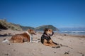 New Zealand Huntaway dog at the beach after retiring from 10 years working full time sheep herding Royalty Free Stock Photo