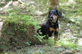 New Zealand Huntaway dog lonely wandering in the forest