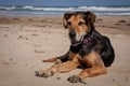 New Zealand Huntaway lying on beach in sun two days after retiring from being a full time sheepdog Royalty Free Stock Photo