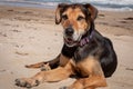 New Zealand Huntaway lying on beach in sun two days after retiring from being a full time sheepdog Royalty Free Stock Photo